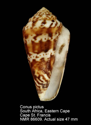 Conus pictus.jpg - Conus pictus Reeve, 1843